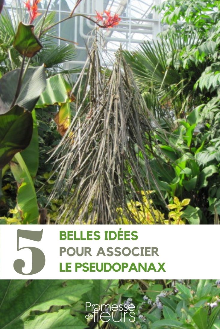 5 idées d'associations pour le Pseudopanax