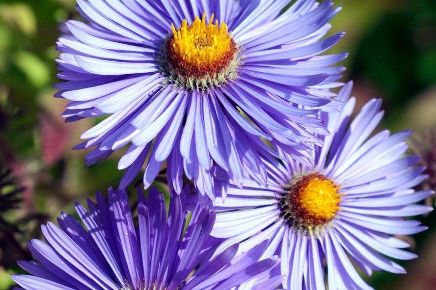 fleurs d'aster