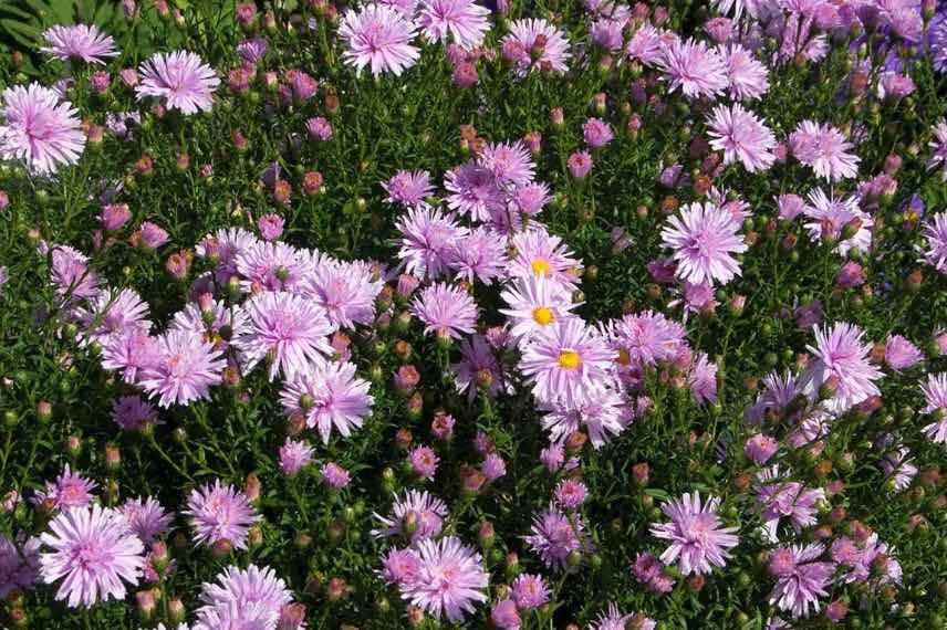 buisson d'aster