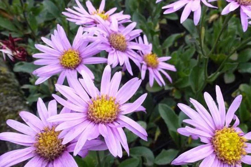 fleurs roses d'Aster