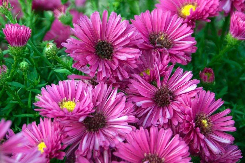 fleurs roses d'aster