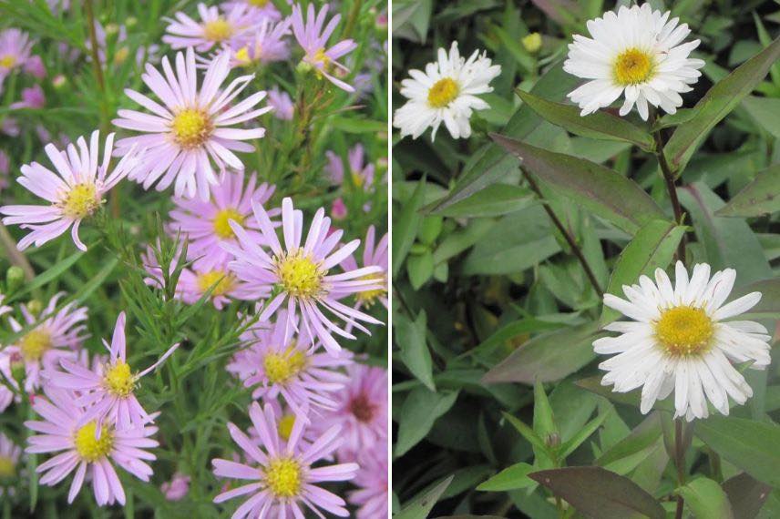 fleurs roses et blanches d'aster