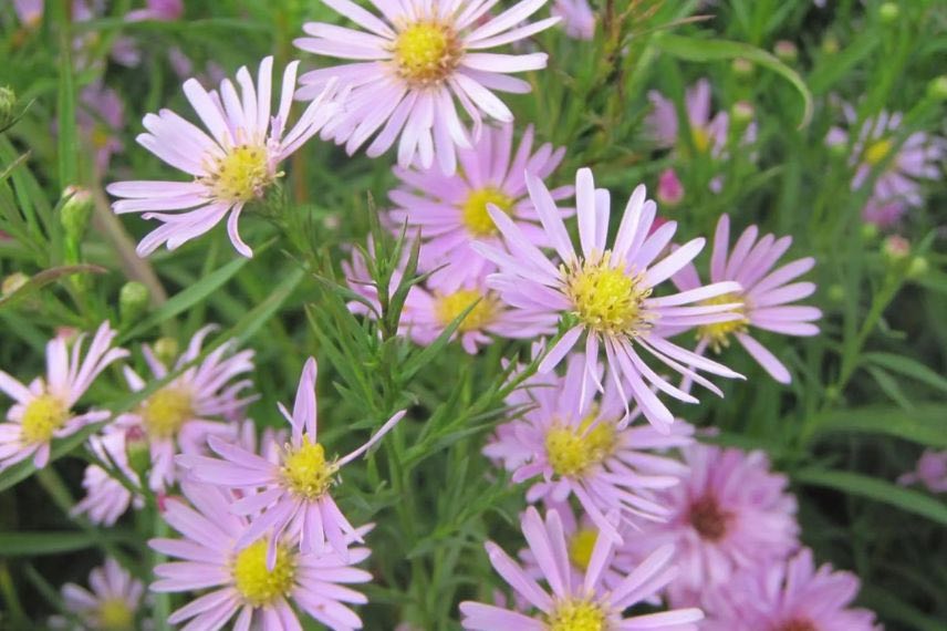 fleurs roses d'Aster