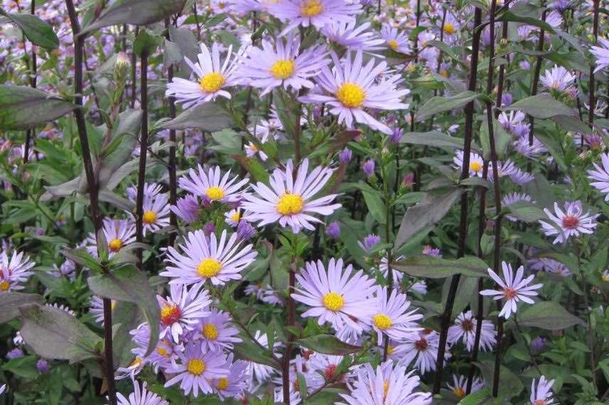 fleurs mauves d'aster