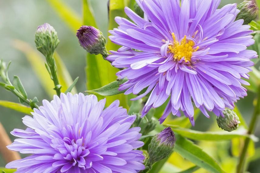 fleurs doubles d'aster