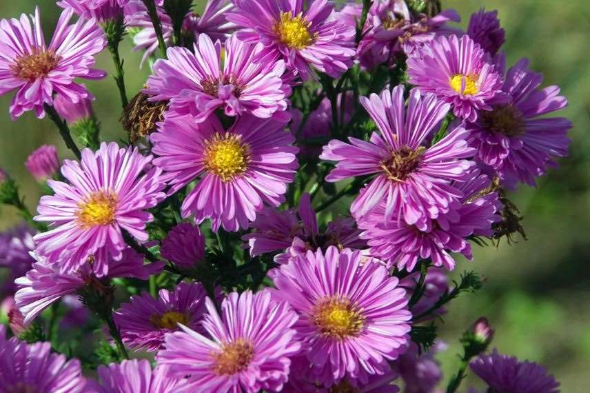 fleurs doubles roses d'Aster