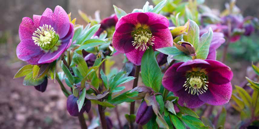 Fleurs Hellebore d'orient, Helleborus orientalis