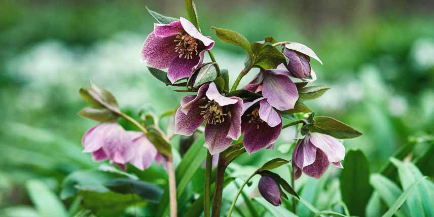 Comment entretenir les hellebores