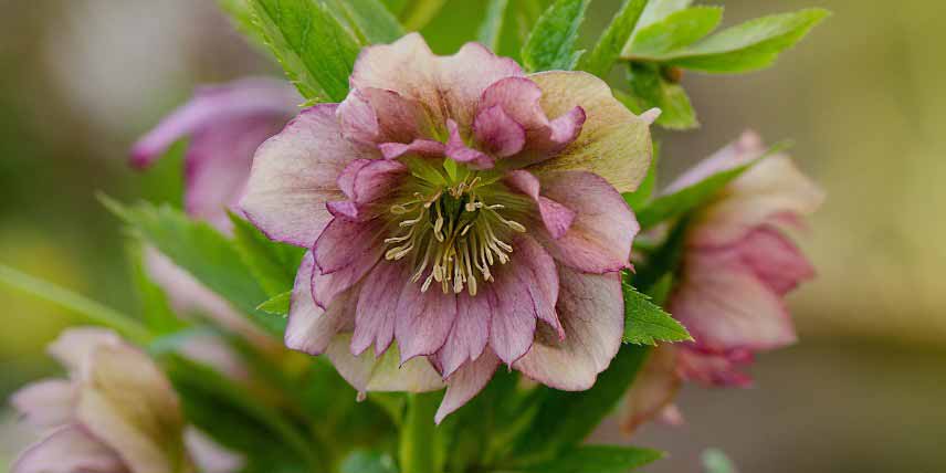 Entretenir et soigner Hellebore d'orient, Helleborus orientalis