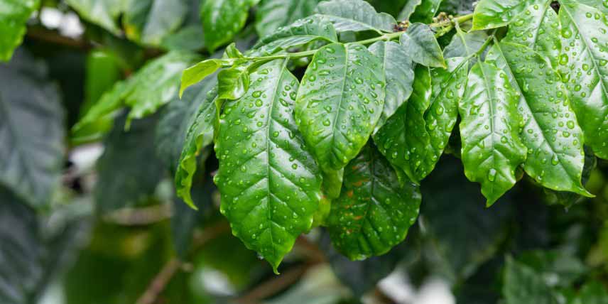 Feuilles cafeier, Coffea arabica