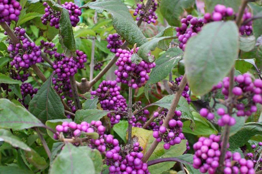 Baies violettes de Callicarpa