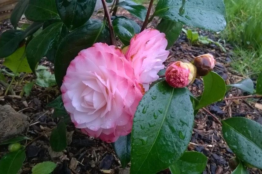 fleurs roses de Camelia