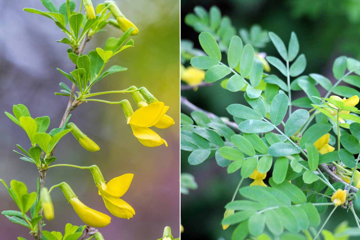 Les fleurs jaunes et le feuillage découpé du Caragana