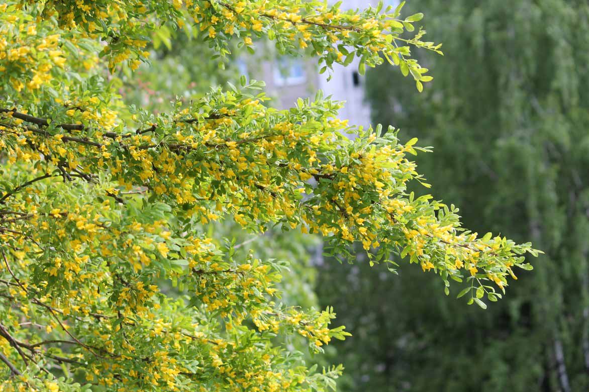 Acacia jaune, Caragana arborescens