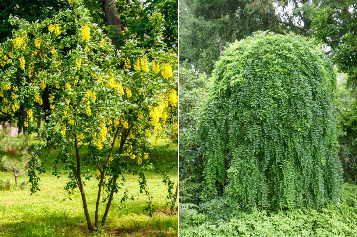 Caragana dressé ou pleureur, Caragana arborescens 'Pendula'