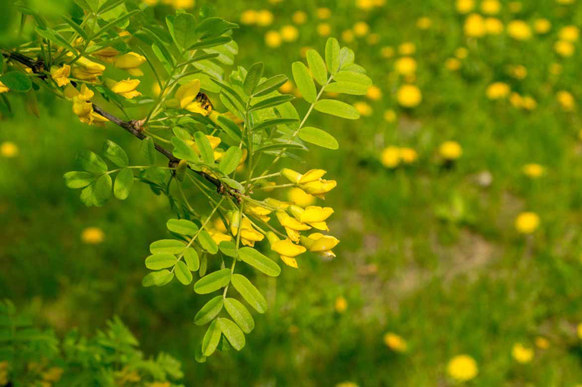 Acacia jaune, Caraganier de Sibérie