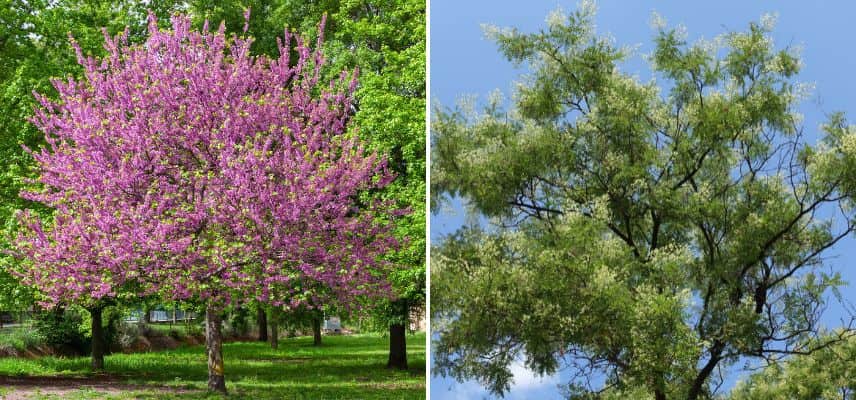 Les arbres à floraison décorative