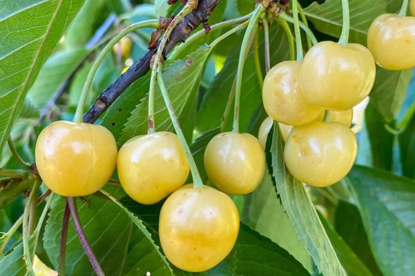 Cerises Bigarreau Blanc