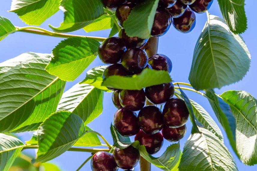 cerises Noir de Meched