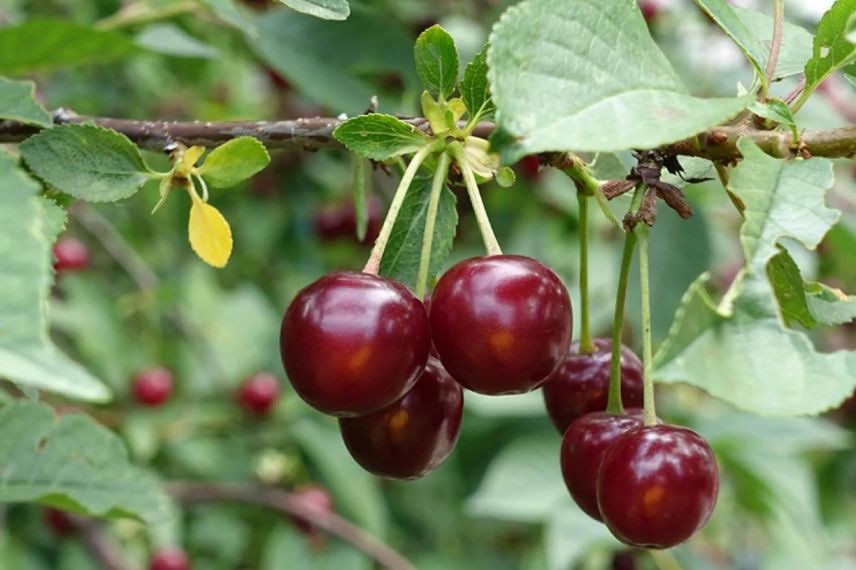 cerises Guindoux des Charentes