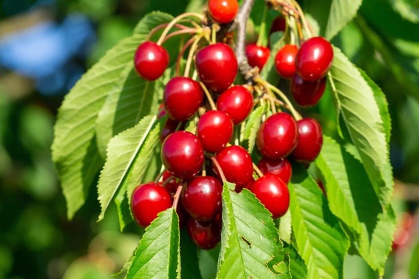 cerises griottier de la Toussaint