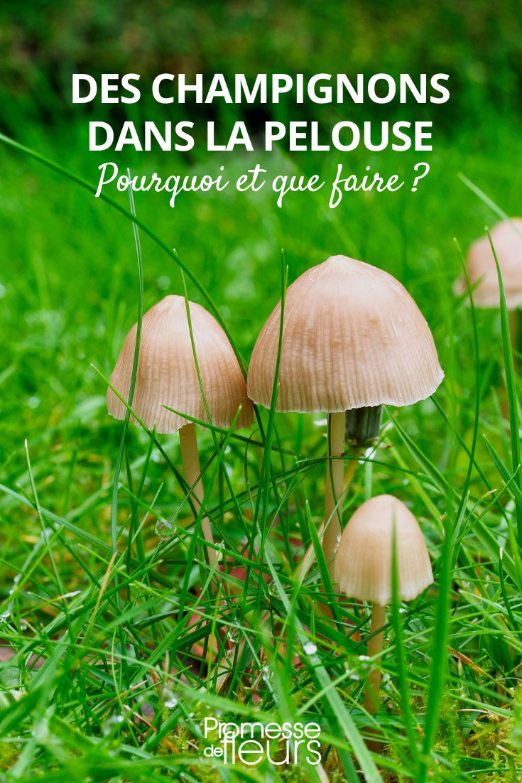 comment se débarrasser des champignons dans le jardin