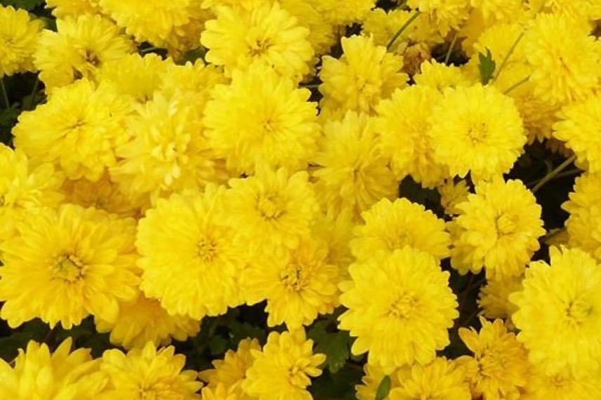 fleurs jaunes de chrysantheme