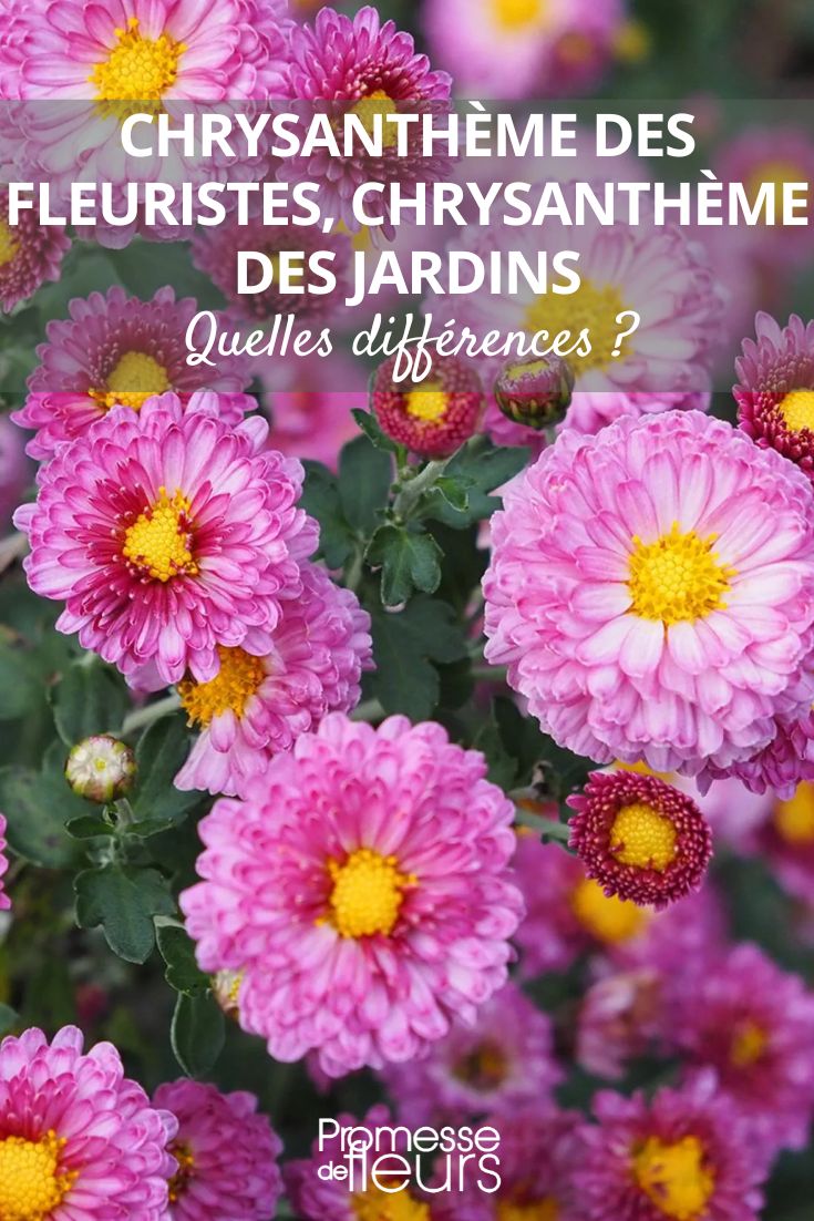 Chrysantheme des-jardins 'Mei Kyo'