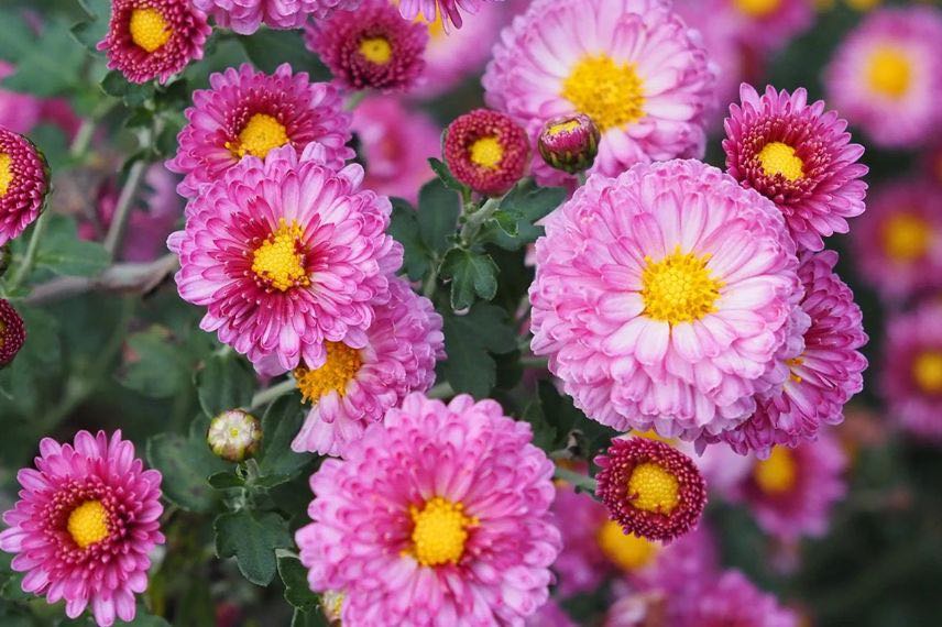 fleurs roses de chrysanthemum