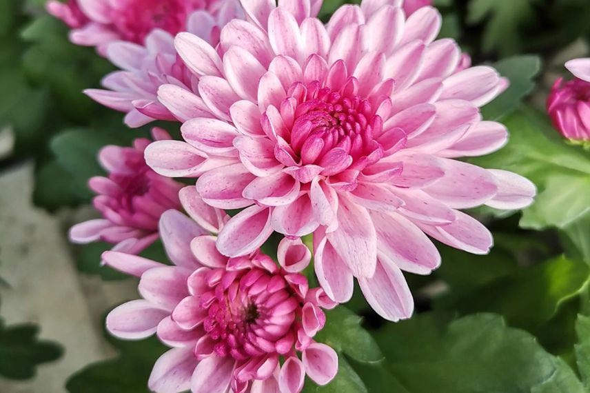 fleurs doubles roses de chrysanthemum