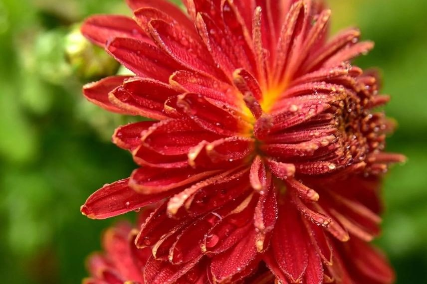 fleur rouge de chrysanthemum