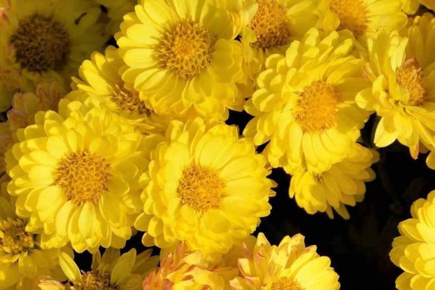 fleurs jaunes de chrysanthème