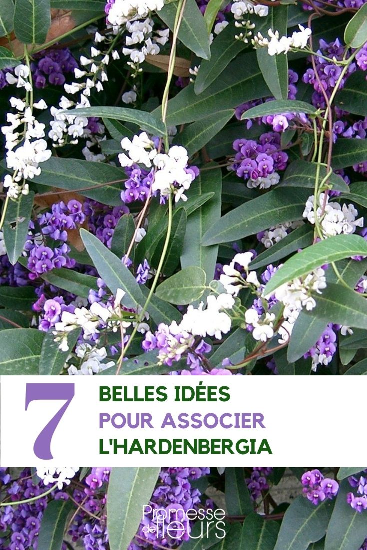 7 idées pour associer l'Hardenbergia