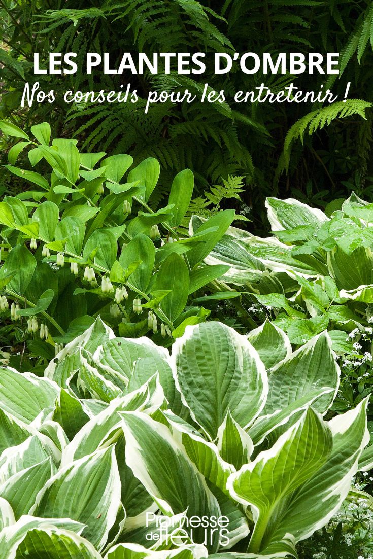 plantes d'ombres