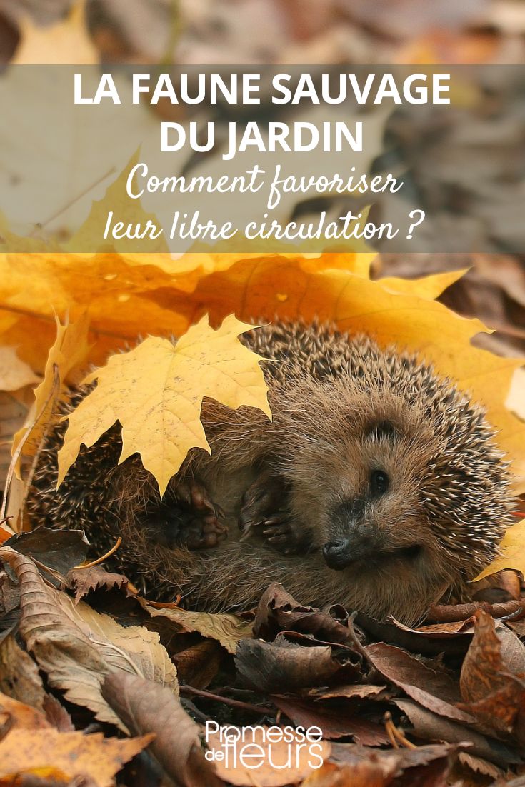 herisson au jardin