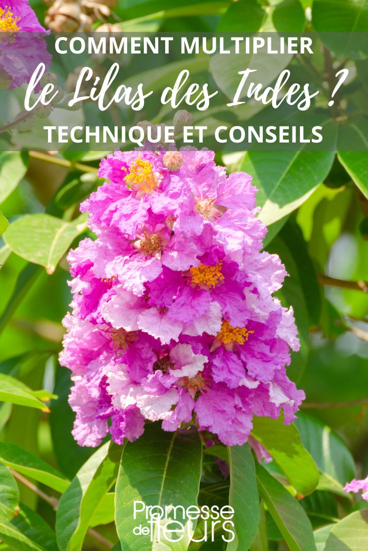 bouture et semis du lagerstroemia