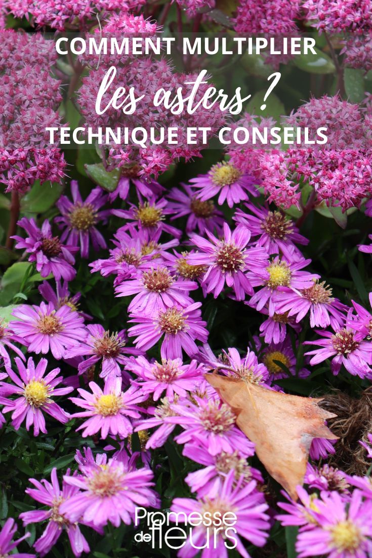 aster multiplier et diviser