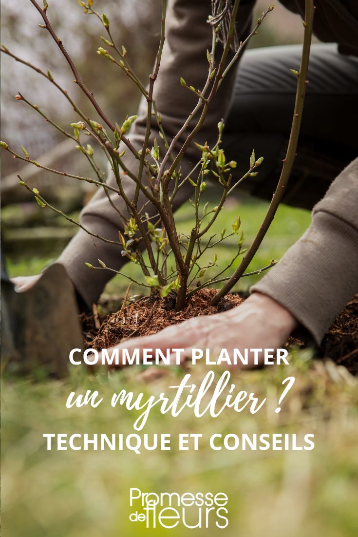 conseils de plantation pour le myrtillier