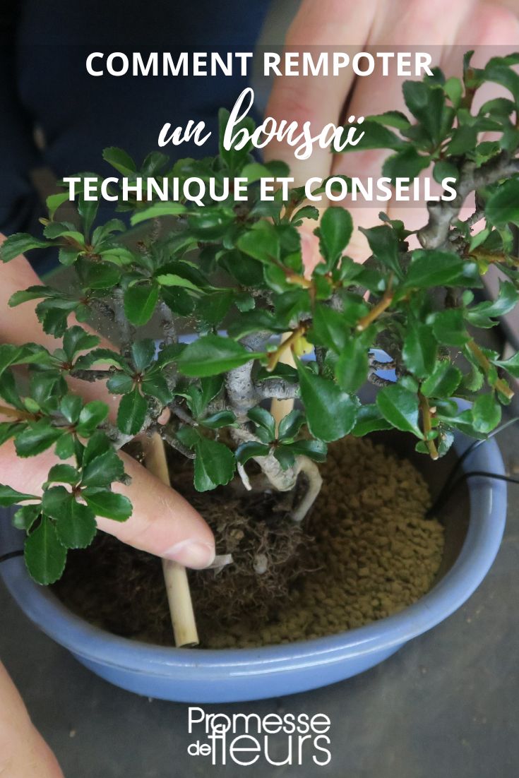 rempotage de bonzai conseils