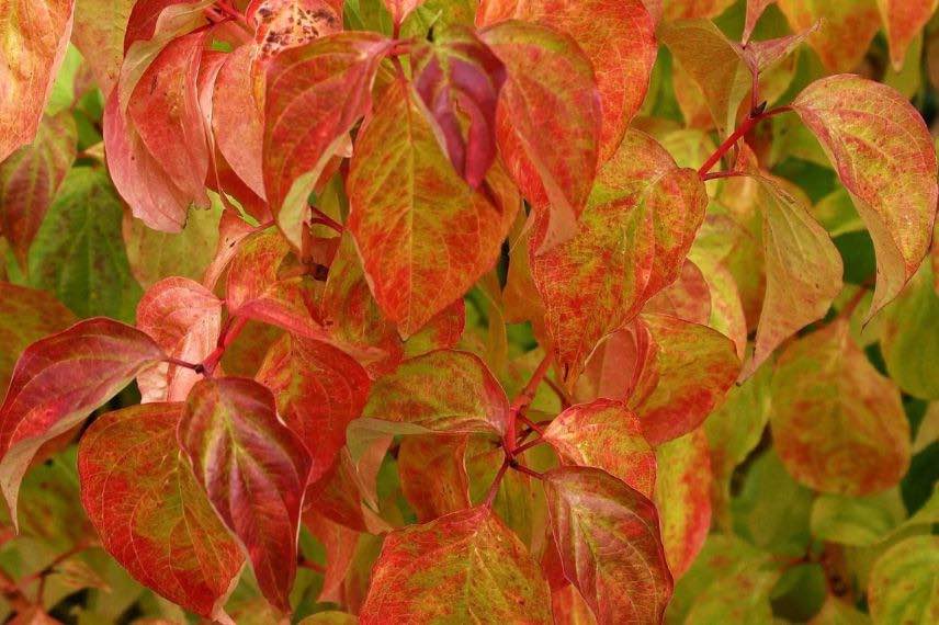 feuilles oranges de Cornouiller