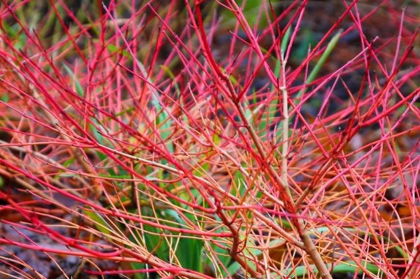 Cornus sanguinea