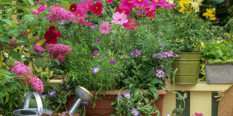 potee cosmos plantation