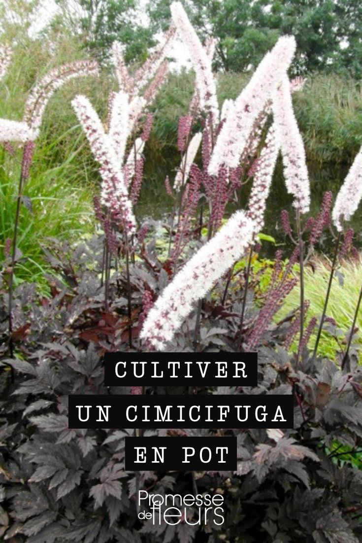 conseils de culture Cimicifuga