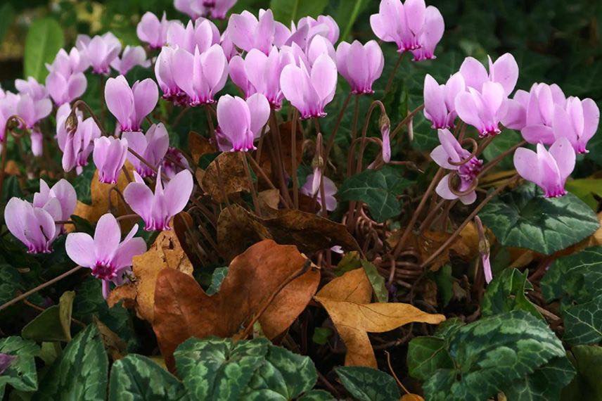 Cyclamens roses