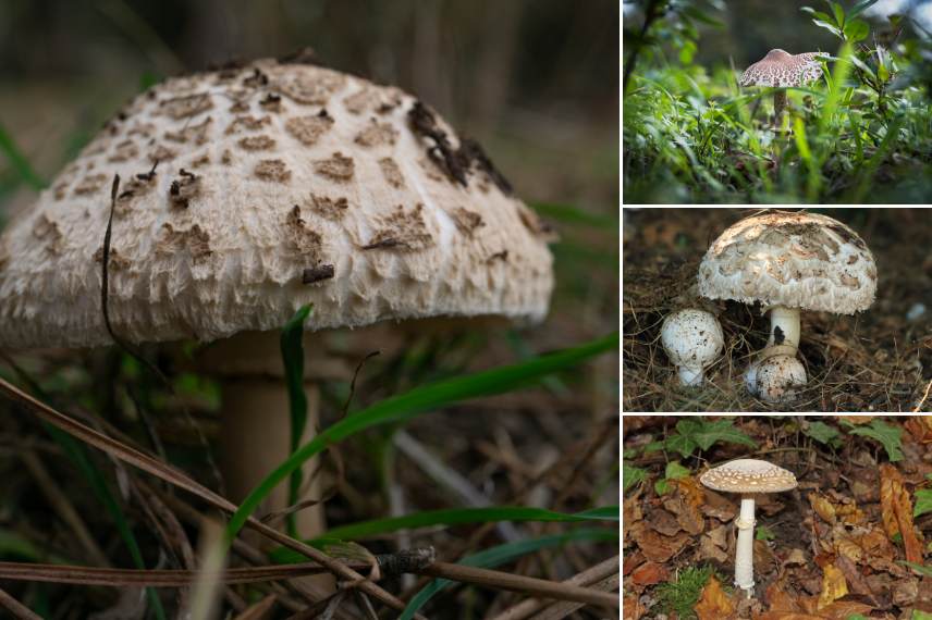 champignons du jardin qui se mangent