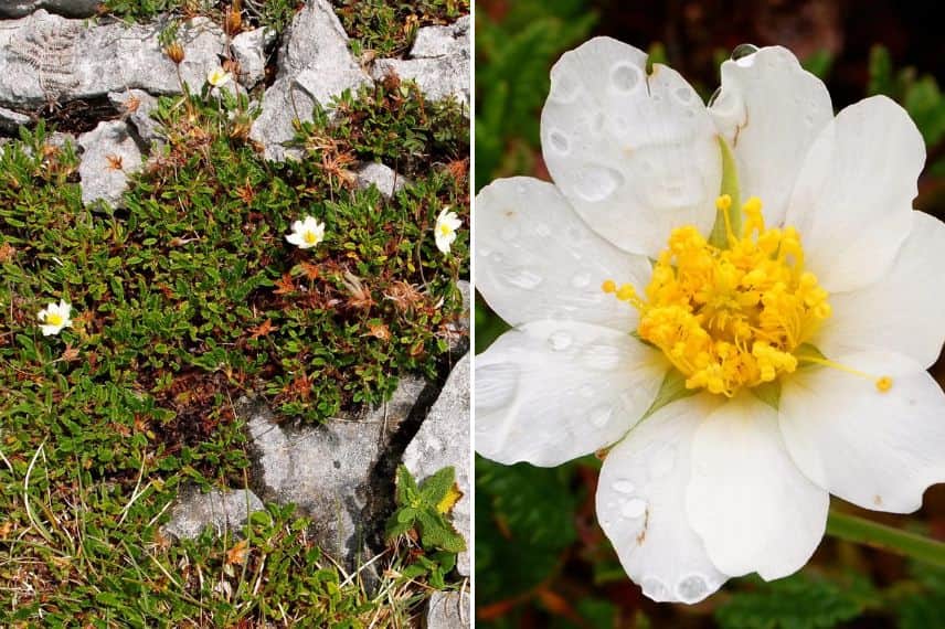 fleurs hivernales Dryas drummondii 'Grandiflora'