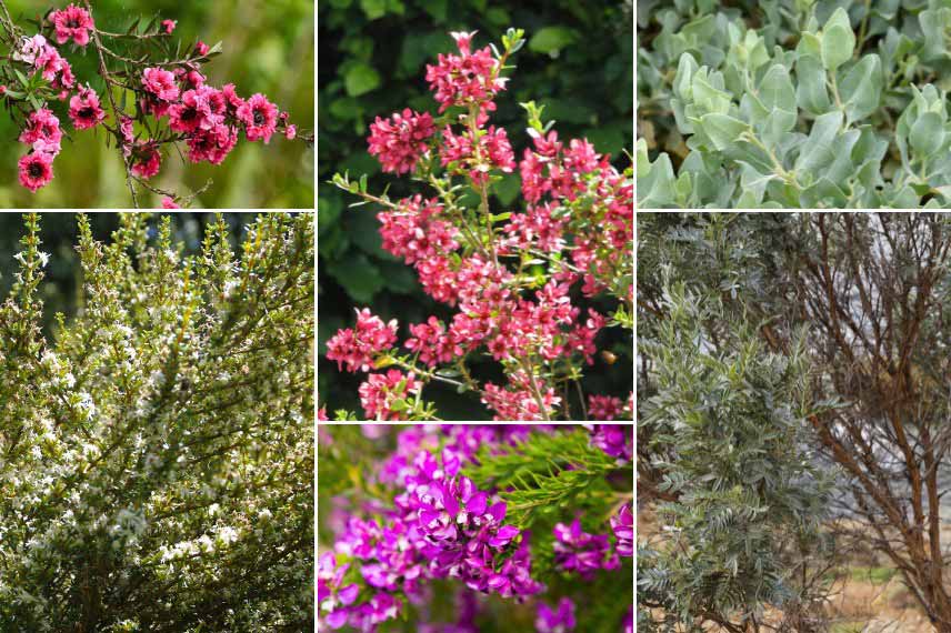 Associer l'Escallonia dans un jardin de bord de mer