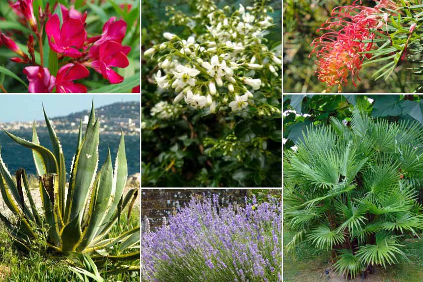 Associer l'Escallonia dans un jardin méditerranéen