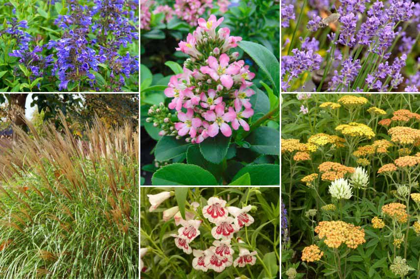 Associer l'Escallonia dans un massif fleuri