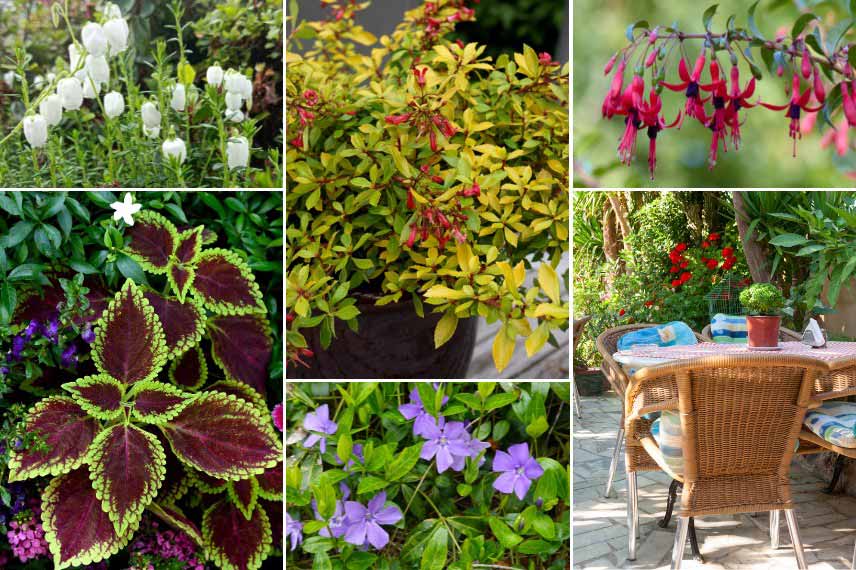 Associer un Escallonia cultivé en pot sur la terrasse